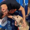 Presentan la “Ley Lola” para endurecer las sanciones por maltrato y abandono animal
